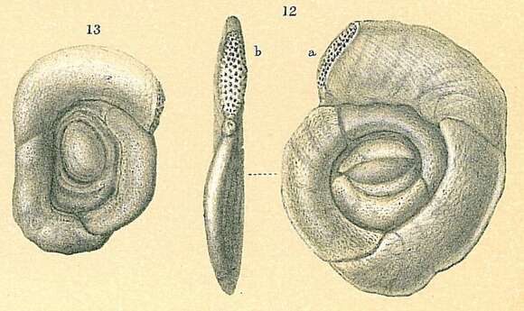 Image de Sigmoihauerina bradyi (Cushman 1917)