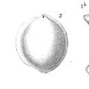 Image of Sigmoilina sigmoidea (Brady 1884)