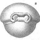 Image of Sigmopyrgo vespertilio (Sclumberger 1891)
