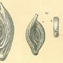 Sivun Spiroloculina angulata Cushman 1917 kuva