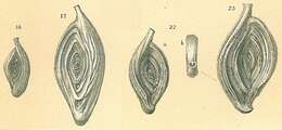 Image of Spiroloculina angulata Cushman 1917