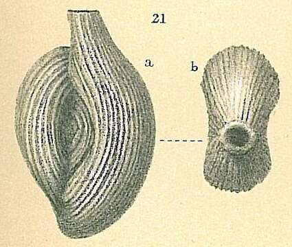 Imagem de Spiroloculina antillarum d'Orbigny 1839