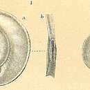 Image of Spiroloculina bradyi Barker 1960