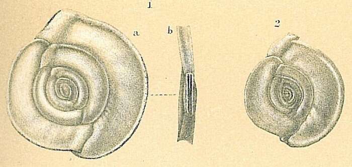 Image of Spiroloculina bradyi Barker 1960