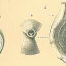 Image of Spiroloculina subimpressa Parr 1950