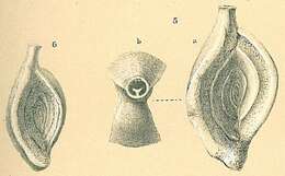 Image of Spiroloculina subimpressa Parr 1950