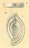 Image of Spiroloculina depressa d'Orbigny 1826