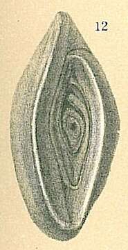 Image of Spiroloculina elevata Wiesner 1923
