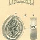 Spiroloculina rotunda d'Orbigny 1826 resmi