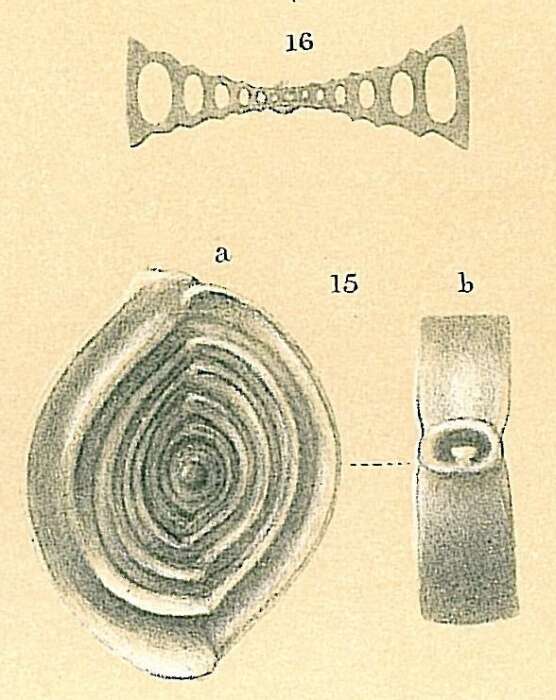 Image of Spiroloculina rotunda d'Orbigny 1826