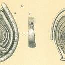 Image of <i>Spiroloculina tenuiseptata</i> Brady 1884