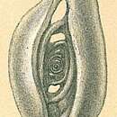 Image of Spiroloculina venusta Cushman & Todd 1944