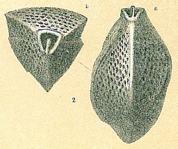 Image of Triloculina bertheliniana (Brady 1884)