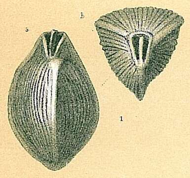 Plancia ëd Triloculina terquemiana (Brady 1884)