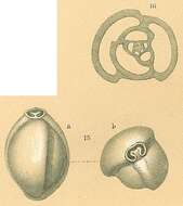 Image of Triloculina trigonula (Lamarck 1804)