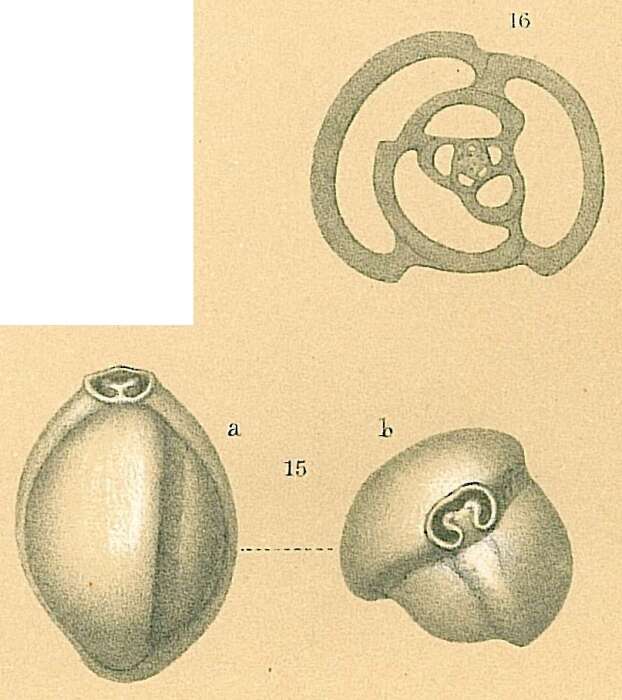 Image de Triloculina trigonula (Lamarck 1804)