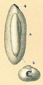 Image of Triloculinella Riccio 1950