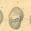 Image of Triloculinella sublineata (Brady 1884)