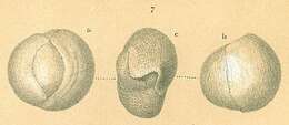 Imagem de Triloculinella sublineata (Brady 1884)