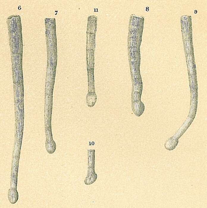 Image of Tubinella funalis (Brady 1884)