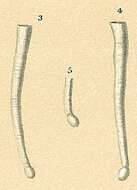 Image of Tubinella inornata (Brady 1884)