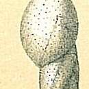 Image of Amphicoryna bradii (Silvestri 1902)