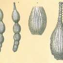 Image of Amphicoryna intercellularis (Brady 1881)