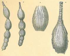 Image of Amphicoryna intercellularis (Brady 1881)