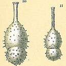 Image of Amphicoryna papillosa (Silvestri 1872)