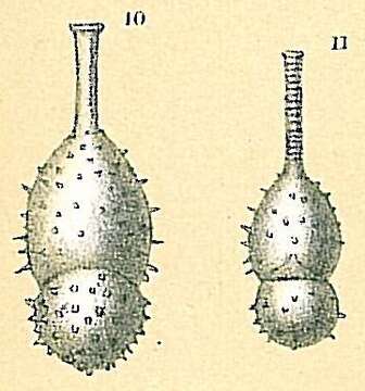 Image of Amphicoryna papillosa (Silvestri 1872)