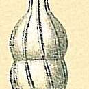 Image of Amphicoryna proxima (Silvestri 1872)