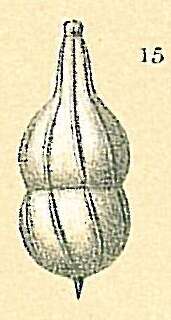 Image of Amphicoryna proxima (Silvestri 1872)