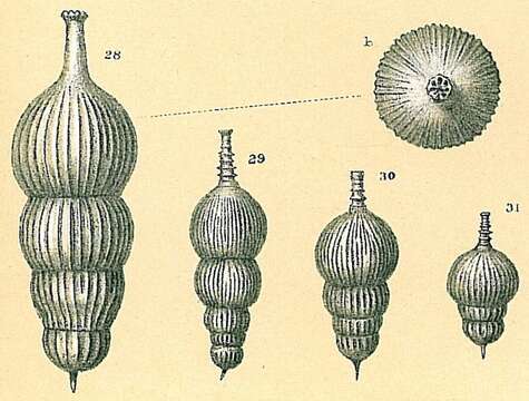 Image of Amphicoryna Schlumberger ex Milne-Edwards 1881