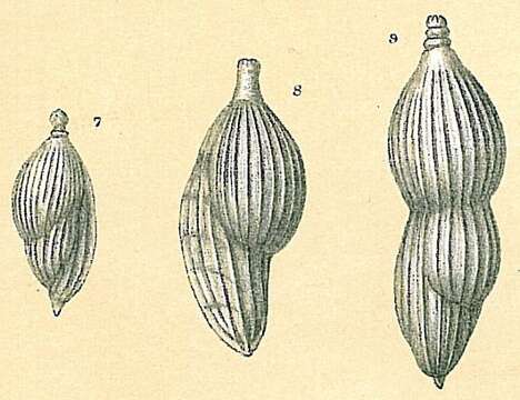 Image of Amphicoryna Schlumberger ex Milne-Edwards 1881