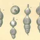 Image of Amphicoryna separans (Brady 1884)