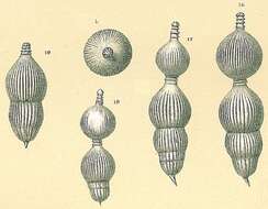 Image of Amphicoryna separans (Brady 1884)