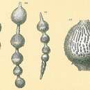 Image of Amphicoryna sublineata (Brady 1884)