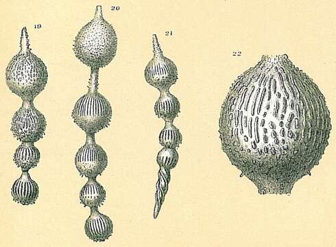 صورة Amphicoryna sublineata (Brady 1884)