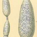 Image of Amphicoryna substriatula (Cushman 1917)