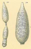 Image of Amphicoryna substriatula (Cushman 1917)