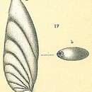 Image of Astacolus insolitus (Schwager 1866)