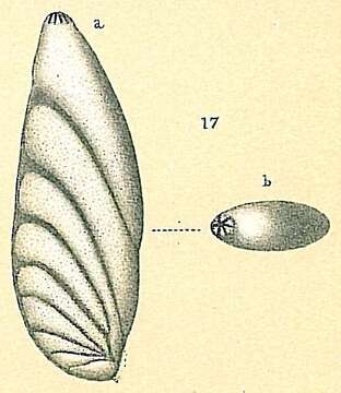 Image of Astacolus insolitus (Schwager 1866)