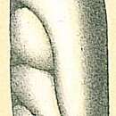 Image of Astacolus pacificus (Cushman & Hanzawa 1936)