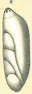 Image of Astacolus pacificus (Cushman & Hanzawa 1936)