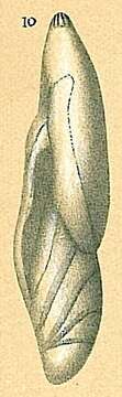 Image of Astacolus Montfort 1808