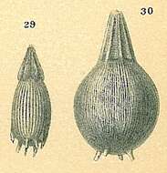 Image of Polymorphinida