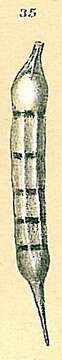 Image of Dentalina albatrossi (Cushman 1923)