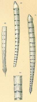 Image of Dentalina albatrossi (Cushman 1923)