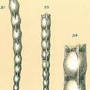 Image of Dentalina catenulata (Brady 1884)