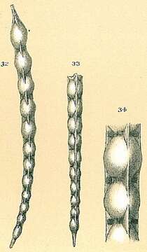 Dentalina catenulata (Brady 1884) resmi